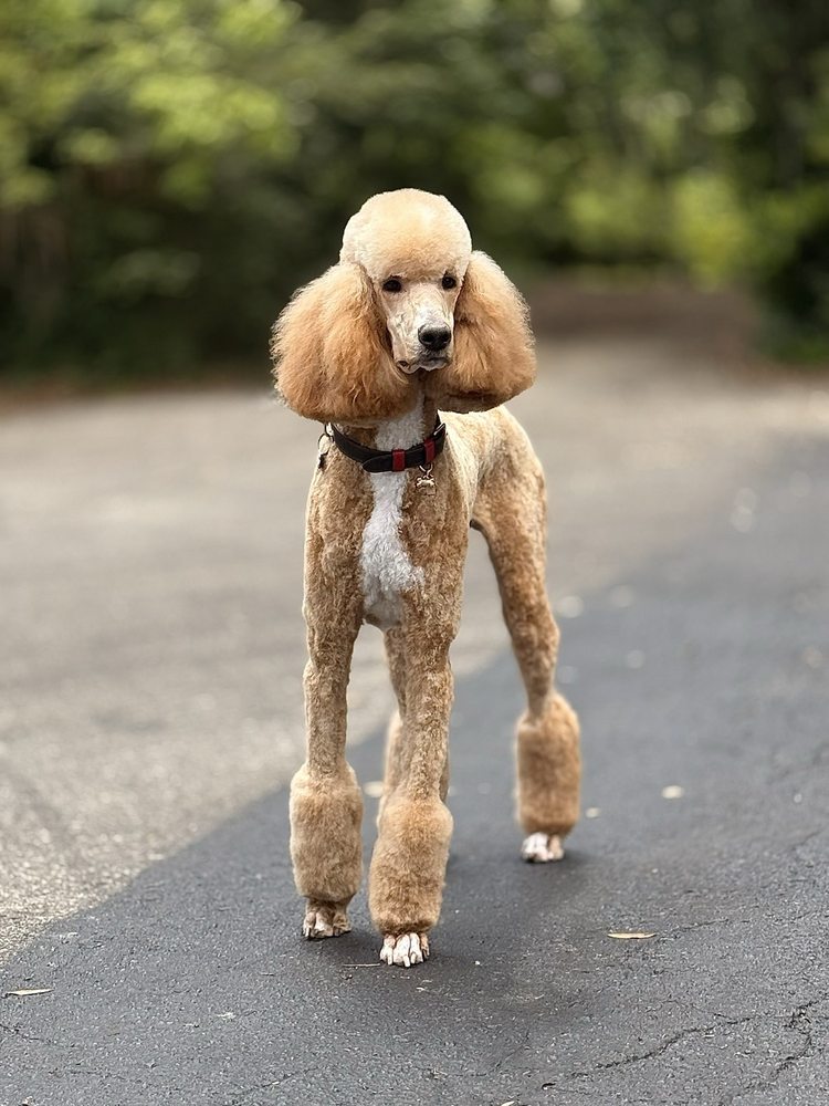 Nature's Pet Day Spa Image