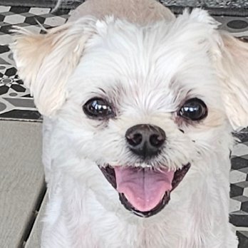 Diggin' Your Style - my Leza May, so precious! Thank you, Cayla! - Pet Groomers Near Me - Virginia Beach, Virginia