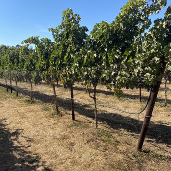Verde Vineyards - Wine Tasting Room Near Me - Gilroy, California