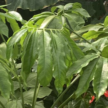 Garfield Park Conservatory - Just beautiful - Parks Near Me - Chicago, Illinois