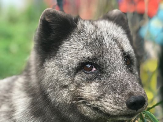 Highland Wildlife Park by null