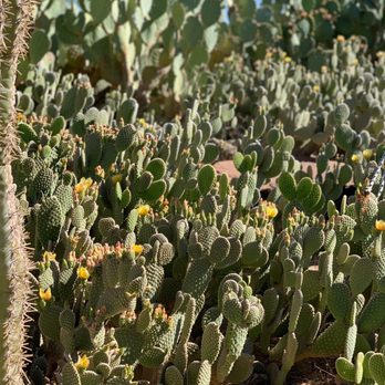 Ethel M Chocolates - Cactus garden - Botanical Gardens Near Me - Henderson, Nevada