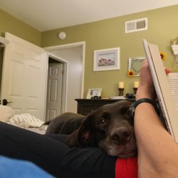 Marina Hills Animal Hospital - Reading