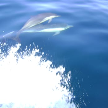 Snorkeling Catalina - dolphins!! - Snorkeling Near Me - Avalon, California Snorkeling Catalina - dolphins!! - Snorkeling Near Me - Avalon, California
