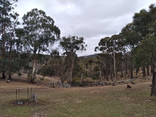 Cleland Wildlife Park by null