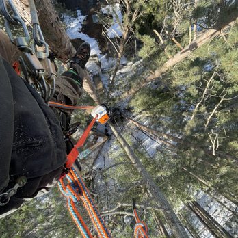 Forever Wild Arborist - Tree Services Near Me Forever Wild Arborist - Tree Services Near Me