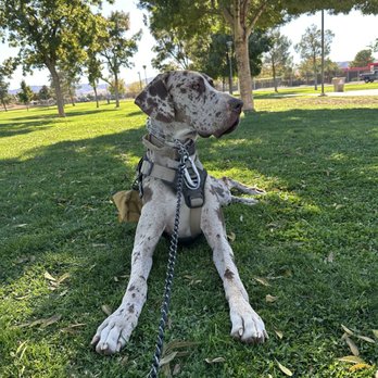 Forrest E Hull Park - Lyza - Dog Parks Near Me - Lancaster, California