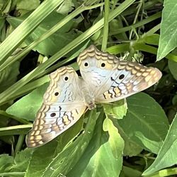 Citrus Hammock Preserve - White peacock butterfly.