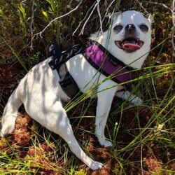West Lake Nature Preserve - The Moss is very cool and damp, a great place for a puppy to cool off on a hot day