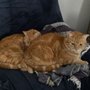 Photo of Joey's Feline Friends