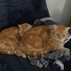 Joey's Feline Friends