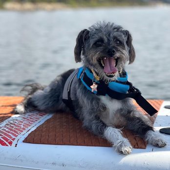 SUP Pups - Paddleboarding Near Me - San Diego, California
