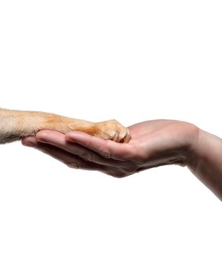 cat hospital quinpool