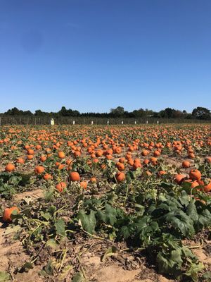 Hank's Pumpkintown by null