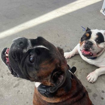 No Bull Rehab - Pet Training Near Me