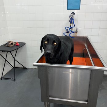 petco bathing station