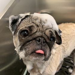 Small Paws - Amora getting a treatment!! BAth, grooming, pet sitting, day care, boarding, pet shop