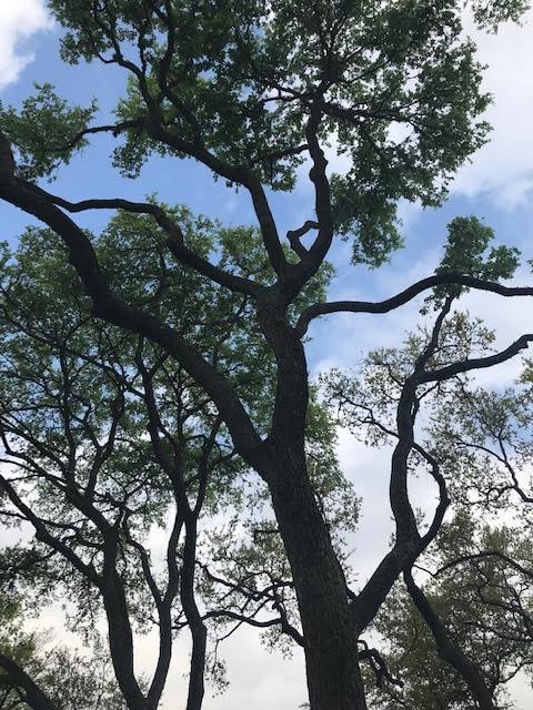 Slide of Vick's Tree Experts