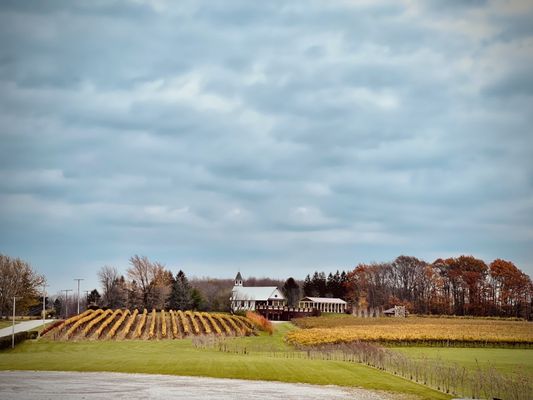 South River Vineyard by null