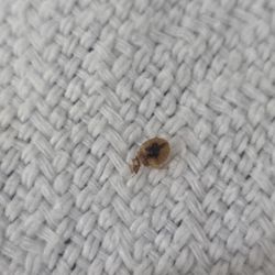 Memorial Hermann Memorial City Medical Center - BEDBUG