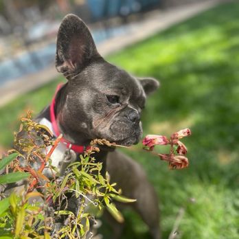 NorCal Bully Breed Rescue - Community Service/Non-Profit Near Me NorCal Bully Breed Rescue - Community Service/Non-Profit Near Me
