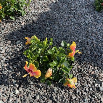 Sunrise Landscaping - New landscaping - Landscaping Near Me Sunrise Landscaping - New landscaping - Landscaping Near Me