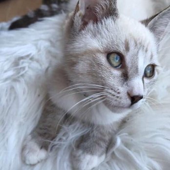 Pounce Cat Cafe - Pet Adoption Near Me - Charleston, South Carolina Pounce Cat Cafe - Pet Adoption Near Me - Charleston, South Carolina