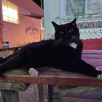 Saint Charles Tavern - Brat cat, be warned - Bars Near Me - Tucson, Arizona