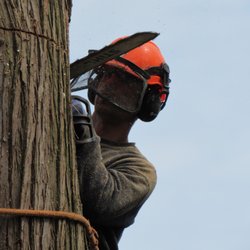 Aesthetic Tree & Hedge Service