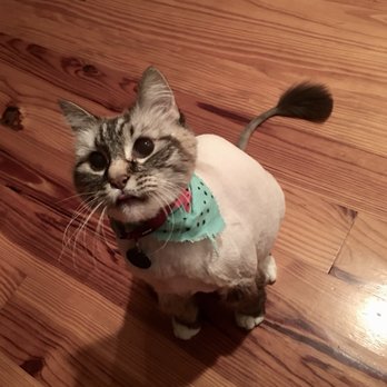 Pawsitive Pet Spa - Pet Groomers Near Me Pawsitive Pet Spa - Pet Groomers Near Me