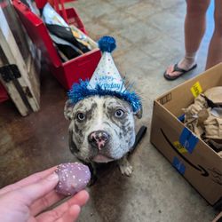 Chopper's Holistic Pet Food - Celia's 1st birthday!