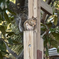 The Red Door Saloon - Feeding local squirrels