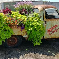 Salvage Candy - Old Studebaker filled with flowers. At our entrance.