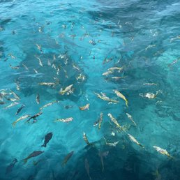 Fish