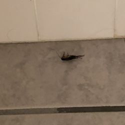 Holiday Inn Express & Suites Carneys Point - Pennsville - In the bathroom (IN PLAIN SIGHT)