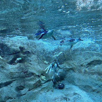 Taronga Zoo - Penguins - Zoos Near Me - Mosman, NSW Taronga Zoo - Penguins - Zoos Near Me - Mosman, NSW