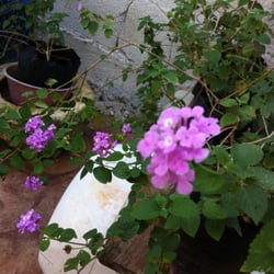 Vivero - Por $20 pesitos me llevé estas chuladas