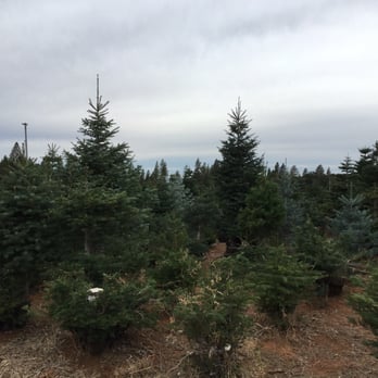 High Hill Ranch - Christmas tree area - Donuts Near Me - Placerville, California