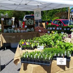 Kittery Community Market - Seedlings and greens at Kittery Community Market.