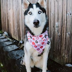 Tails Up, Pup - Valentine's coffee and donut bandana