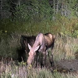 Pemi Valley Moose Tour