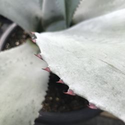 The Potted Plant
