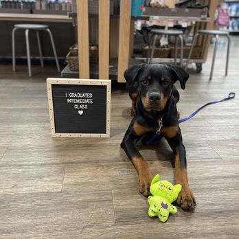 PetSmart Grooming - Intermediate Class - Pet Training Near Me - REDLANDS, California PetSmart Grooming - Intermediate Class - Pet Training Near Me - REDLANDS, California