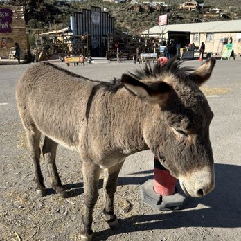 Town of Oatman - 2/2026 wild burro in town - Local Flavor Near Me