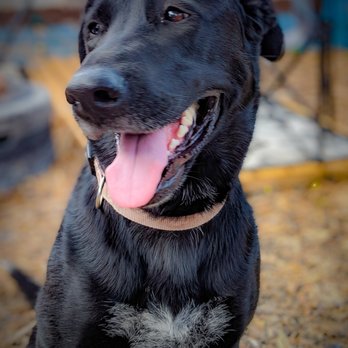 Muttley's Pet Center - Pet Boarding Near Me - Winnipeg, Manitoba Muttley's Pet Center - Pet Boarding Near Me - Winnipeg, Manitoba