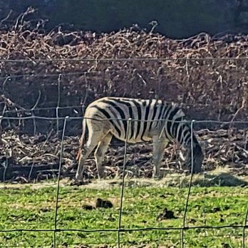 Schreiner Farms - Zoos Near Me - Lyle, Washington Schreiner Farms - Zoos Near Me - Lyle, Washington