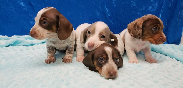 whispering pines farm miniature dachshunds