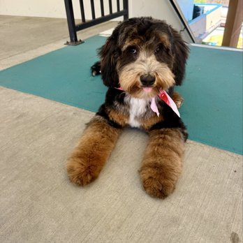 Leo’s Grooming Den - Pet Groomers Near Me Leo’s Grooming Den - Pet Groomers Near Me