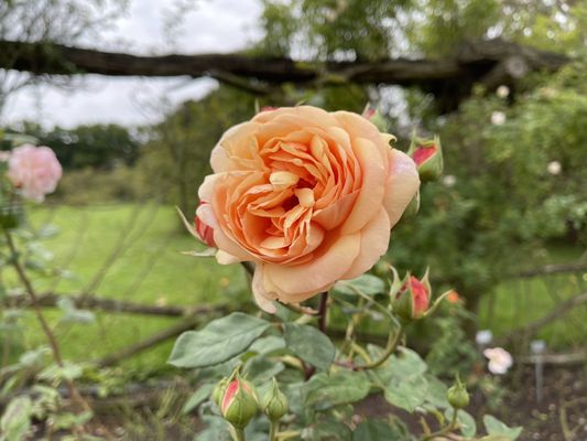 BOTANISCHER GARTEN UND BOTANISCHES MUSEUM Updated August 2024 591