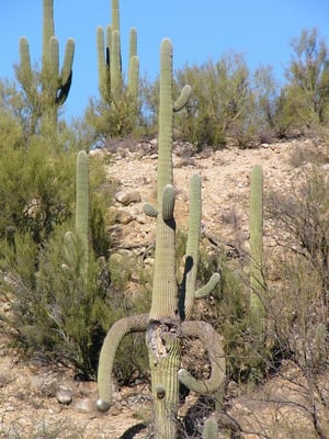 Catalina State Park by null